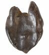 Worn Triceratops Tooth Crown - Montana #38612-1